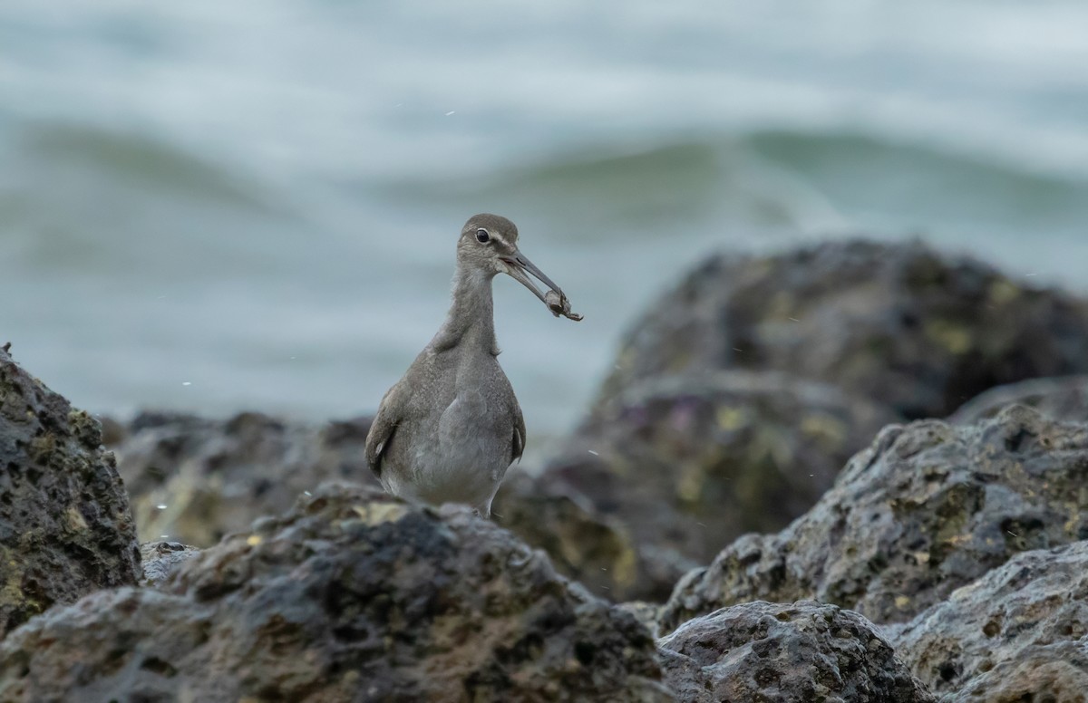 Wandering Tattler - ML611685505