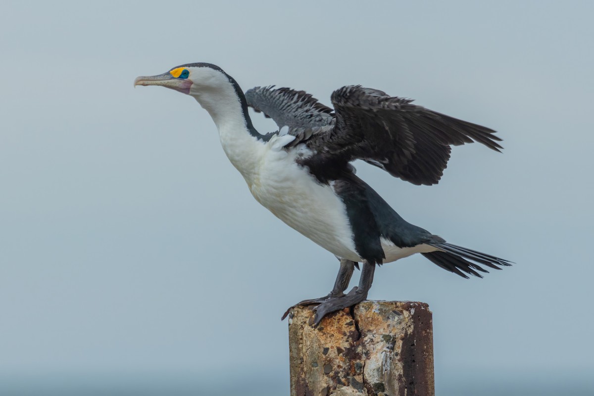 Cormorán Pío - ML611685514