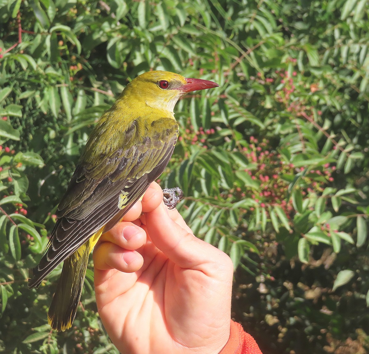 Eurasian Golden Oriole - ML611685524