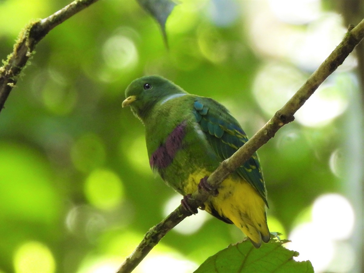 Dwarf Fruit-Dove - Yasin Chumaedi