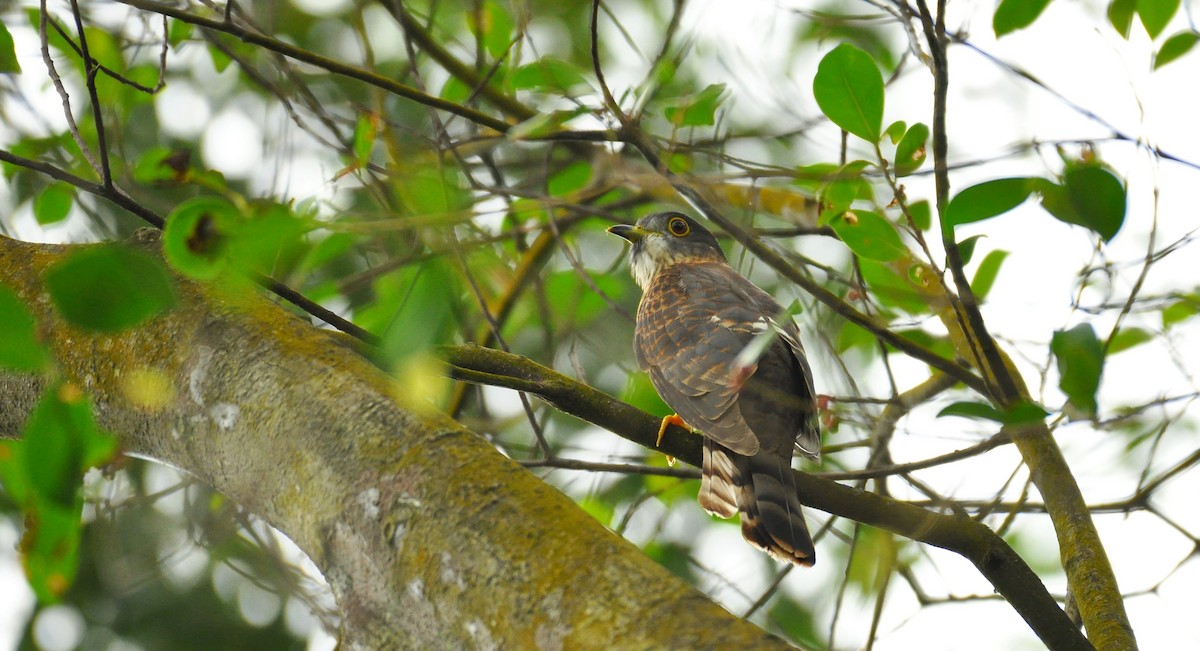 Hodgson's Hawk-Cuckoo - ML611685688