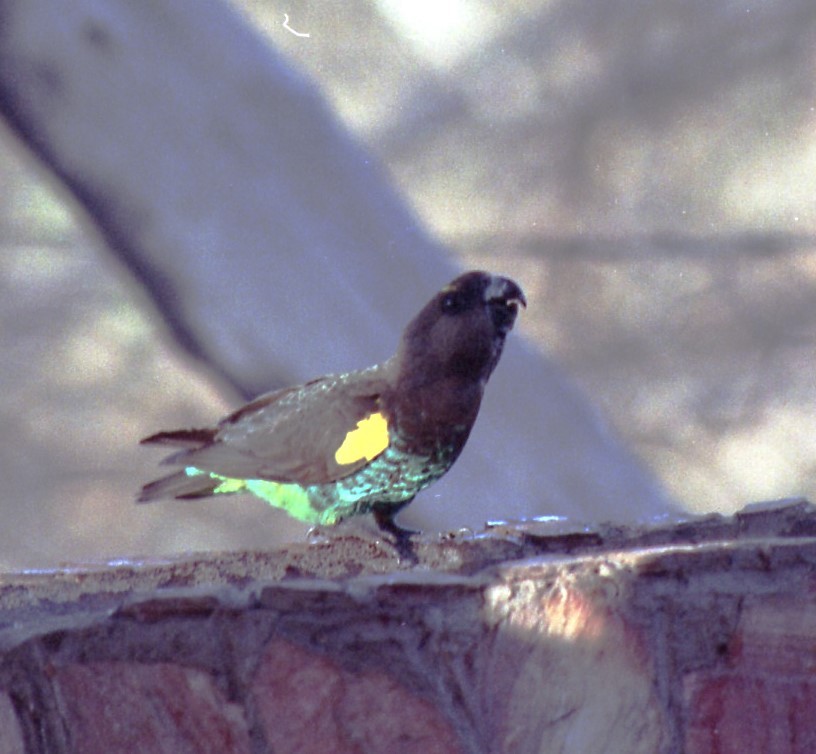 Meyer's Parrot - ML611685739