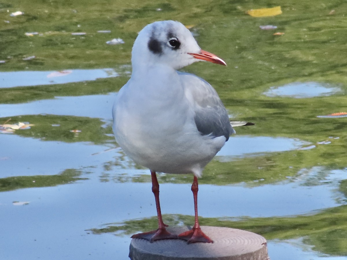 Black-headed Gull - Megumi Yoshio