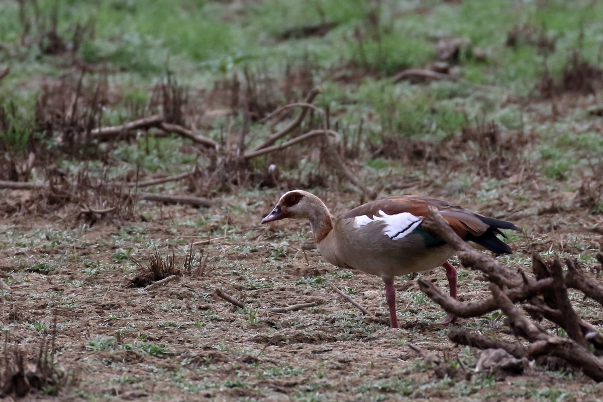 Nilgans - ML611685852