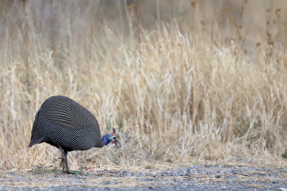 Helmeted Guineafowl - ML611685861