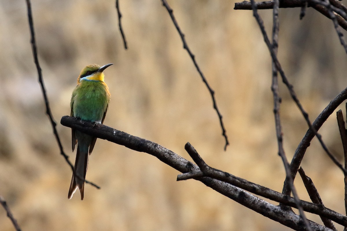 Swallow-tailed Bee-eater - ML611685897