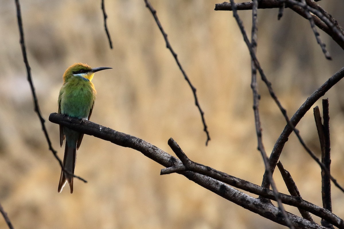 Swallow-tailed Bee-eater - ML611685898