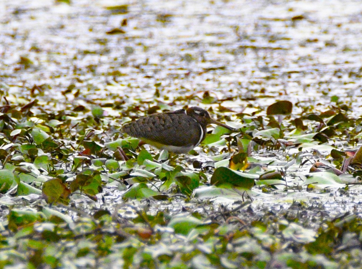 Australian Painted-Snipe - ML611685899