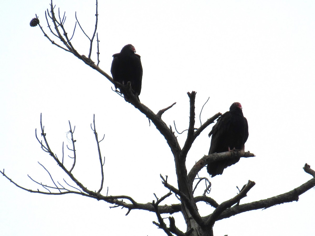 Turkey Vulture - ML611685914