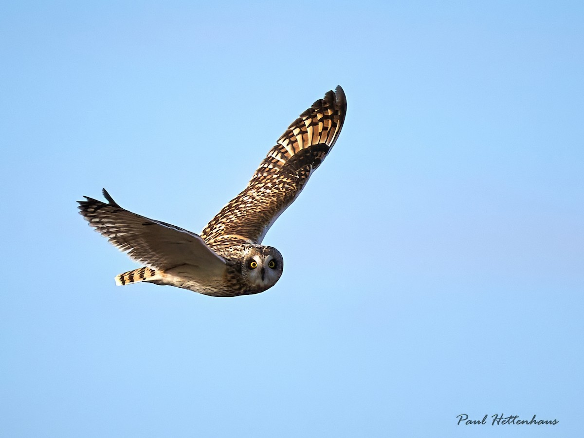 Short-eared Owl - ML611685941