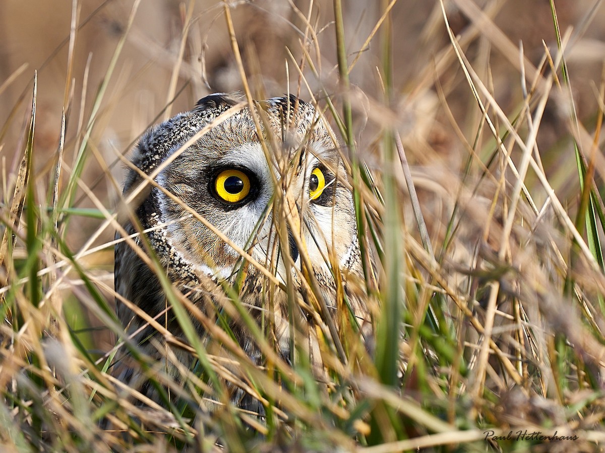 Short-eared Owl - Paul Hettenhaus