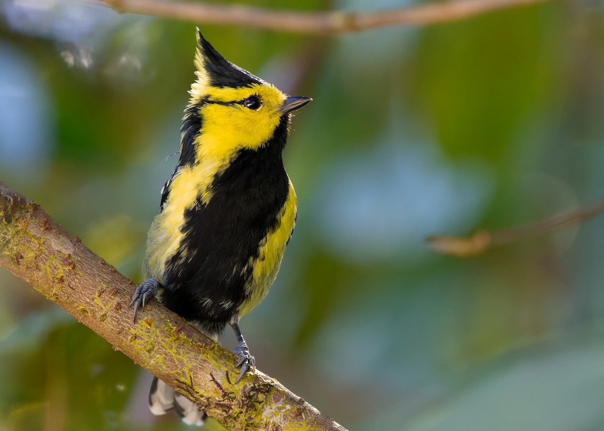 Yellow-cheeked Tit - Ayuwat Jearwattanakanok