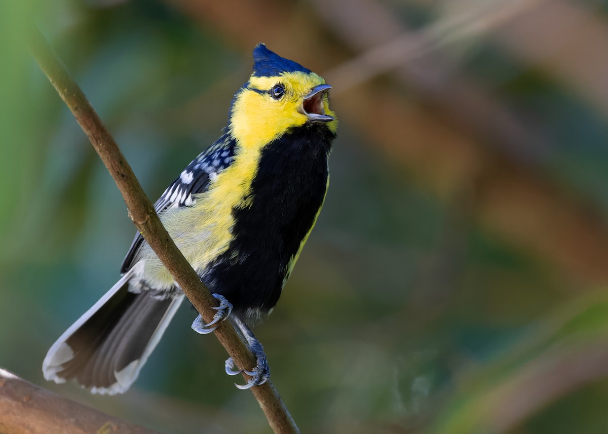 Yellow-cheeked Tit - Ayuwat Jearwattanakanok