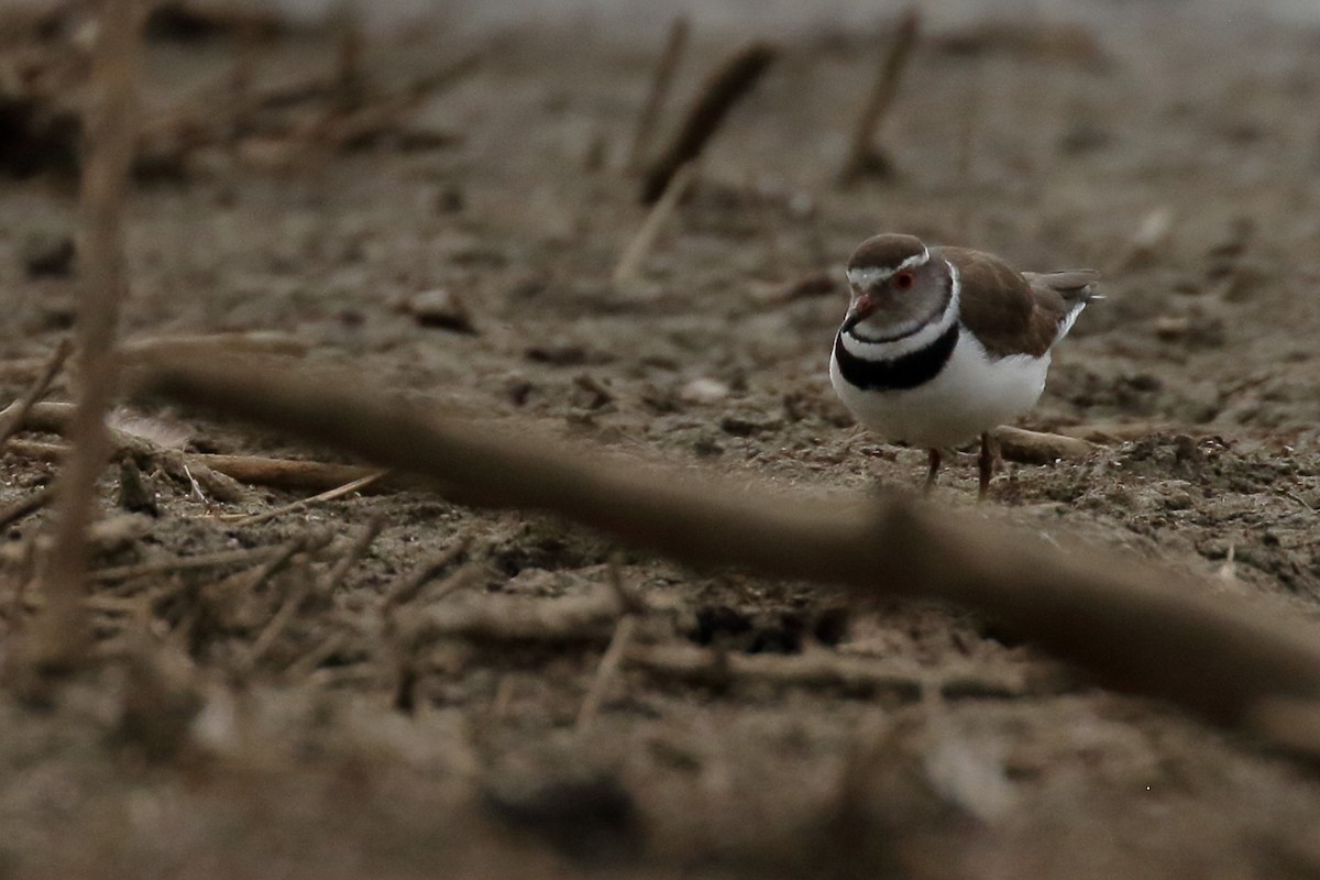 Three-banded Plover - ML611686028