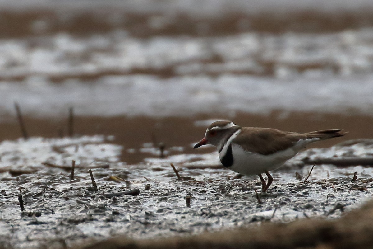 Three-banded Plover - ML611686029