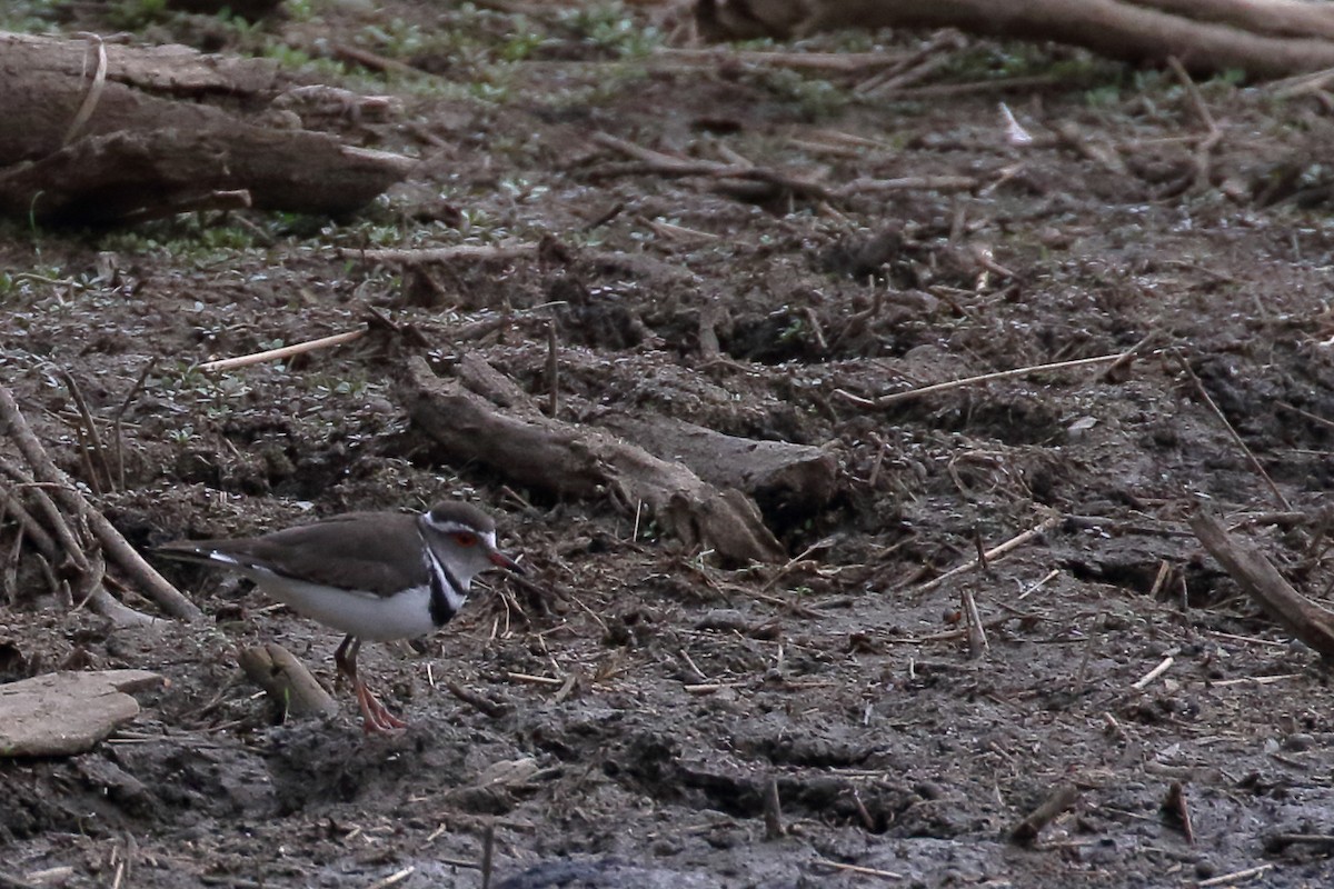 Three-banded Plover - ML611686030