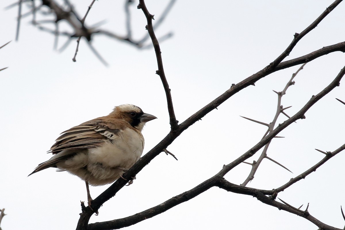 White-browed Sparrow-Weaver - Zbigniew Swiacki