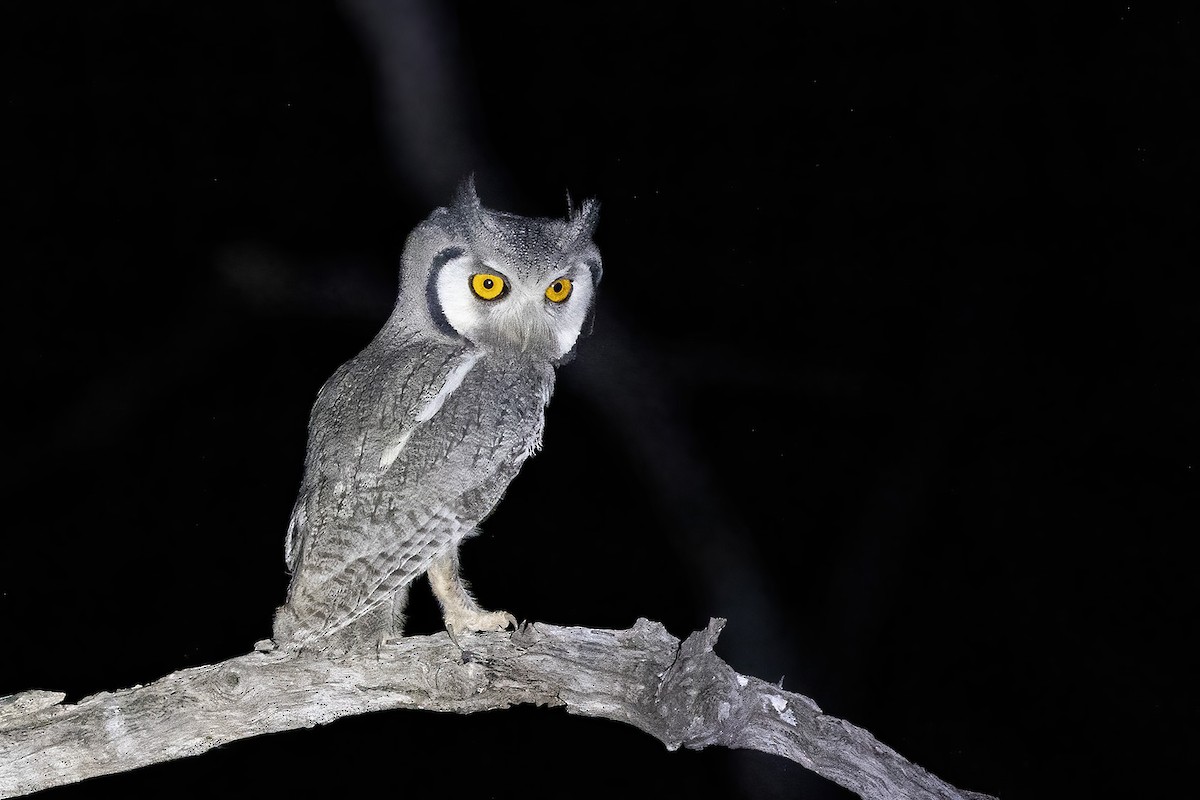 Southern White-faced Owl - ML611686137