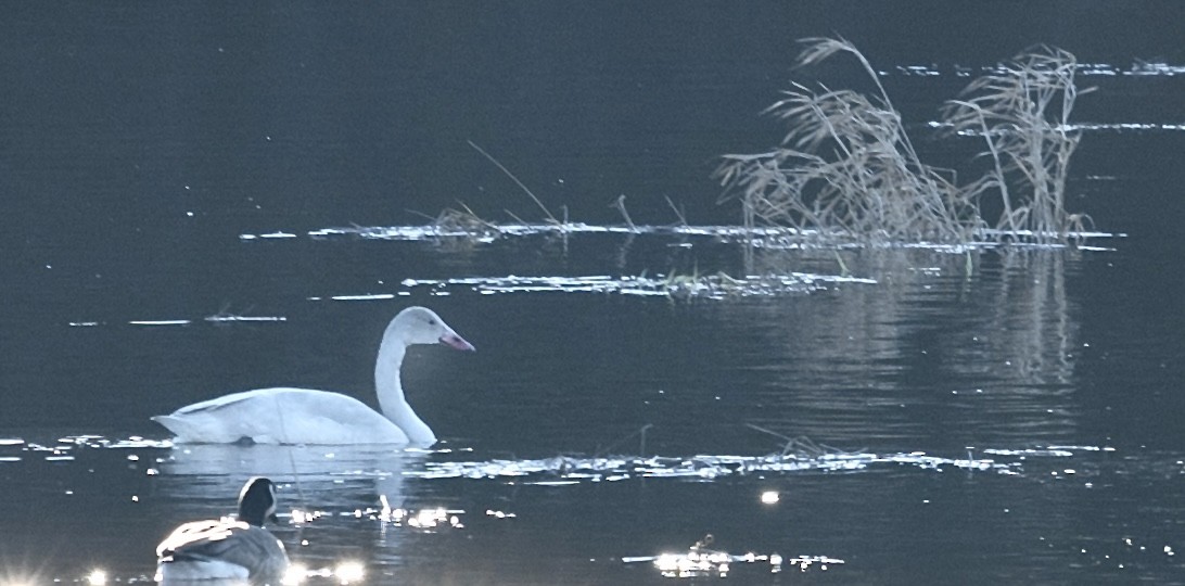 Tundra Swan - Anne Simons