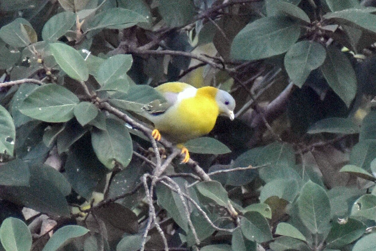 Yellow-footed Green-Pigeon - ML611686185