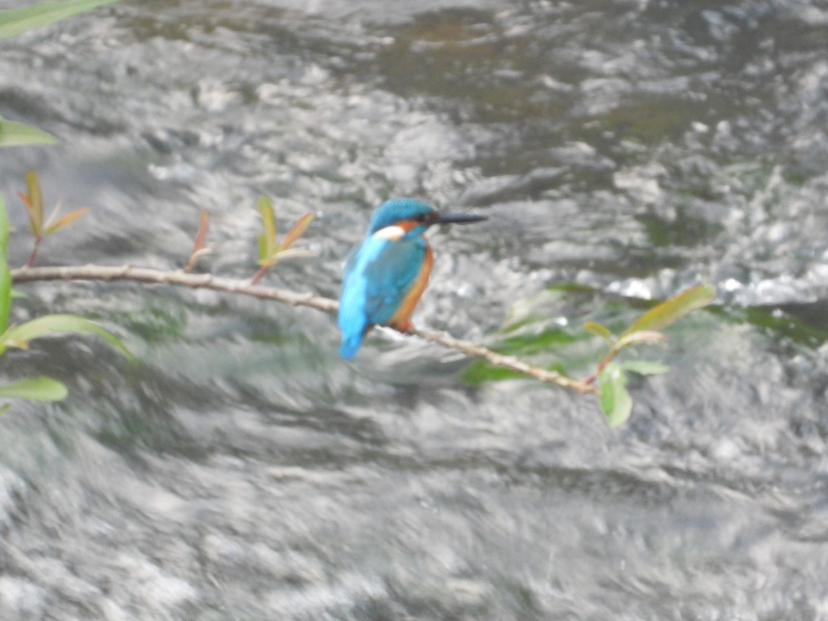 Common Kingfisher - ML611686199