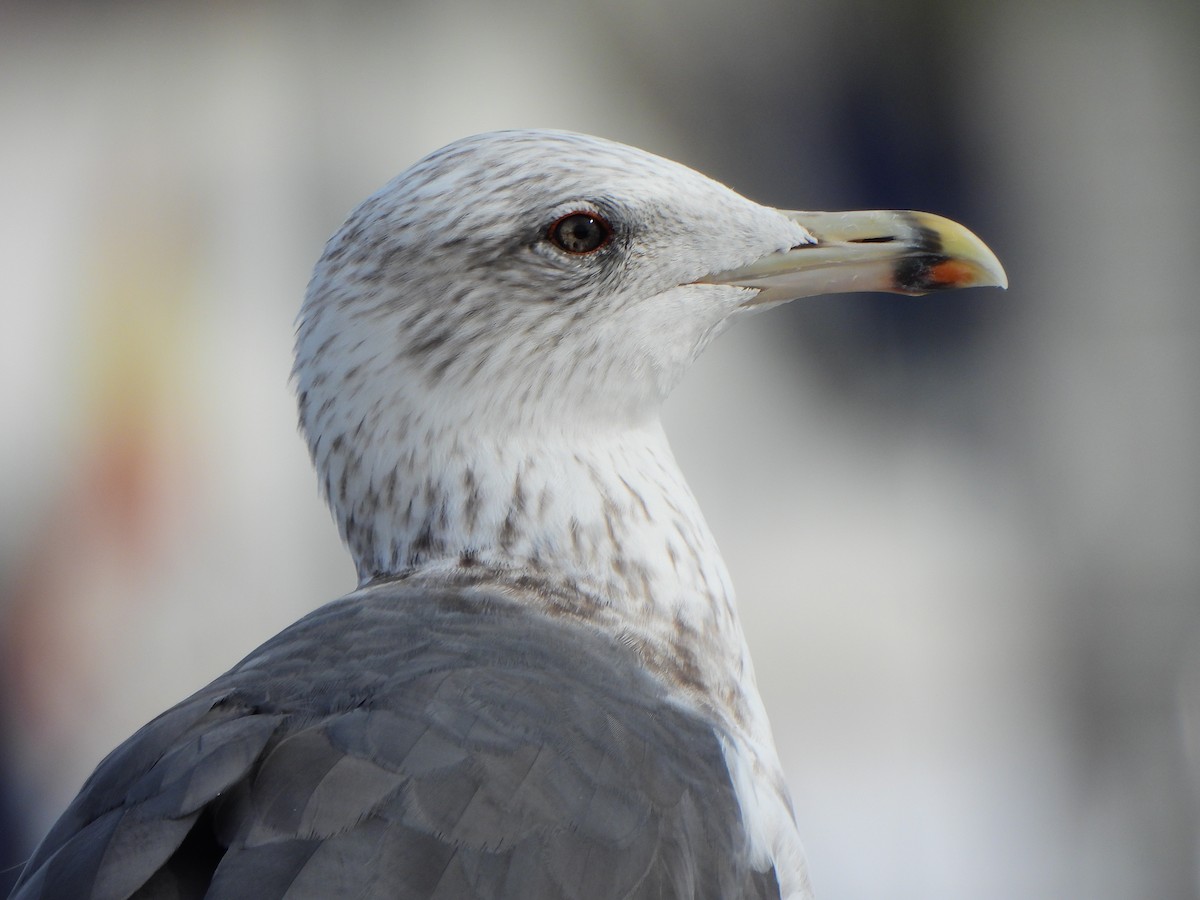 Lesser Black-backed Gull - ML611686211