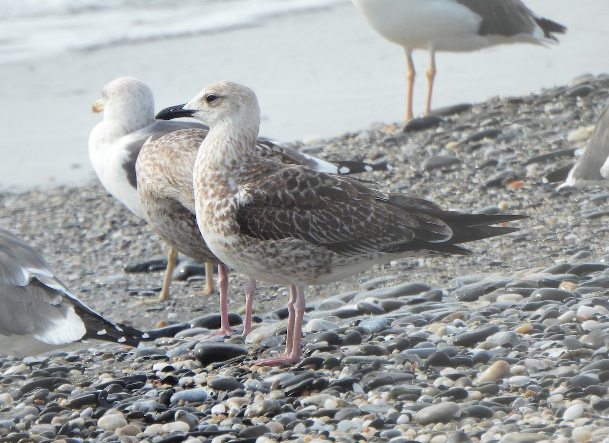 Lesser Black-backed Gull (intermedius) - ML611686215