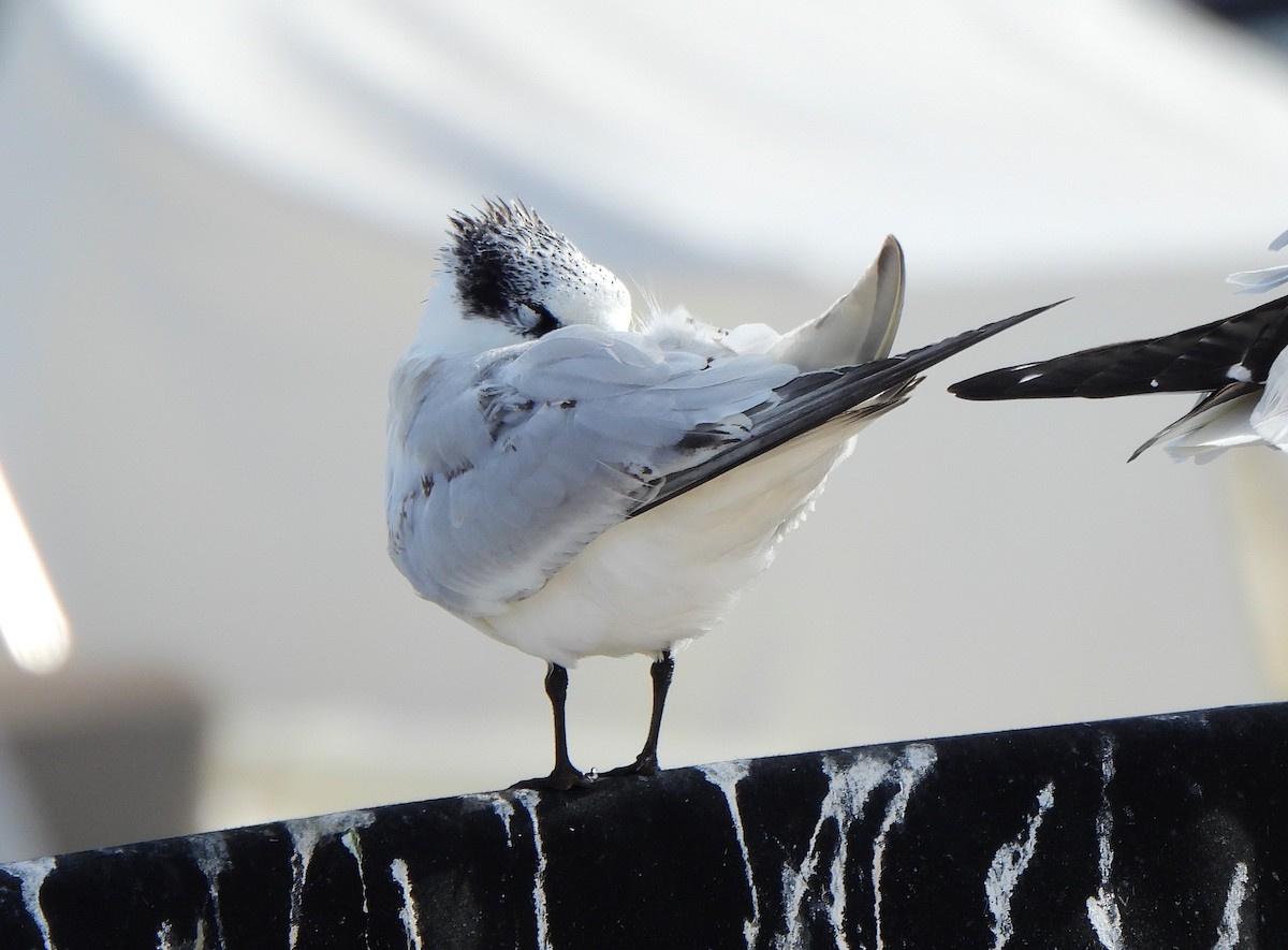 Sandwich Tern - ML611686219