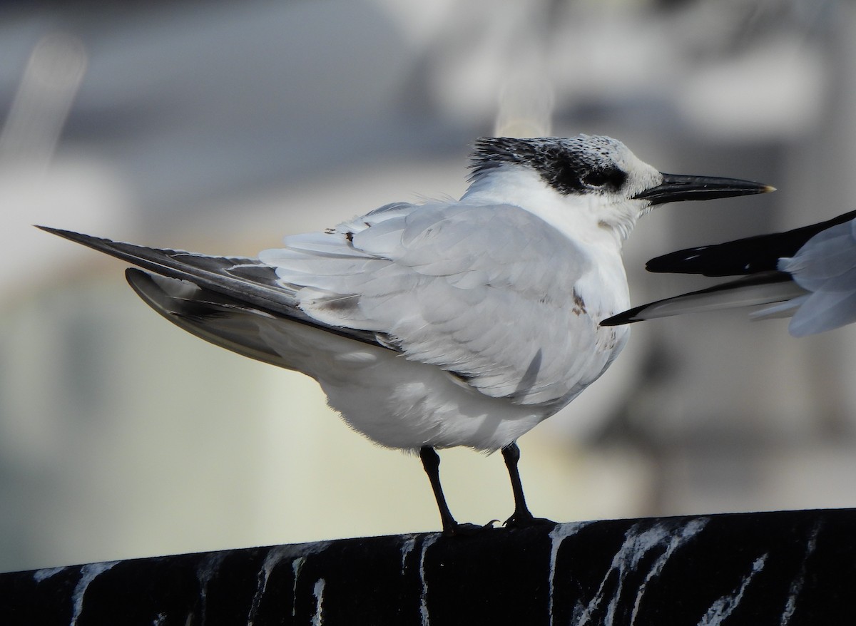 Sandwich Tern - Ignacio Barrionuevo