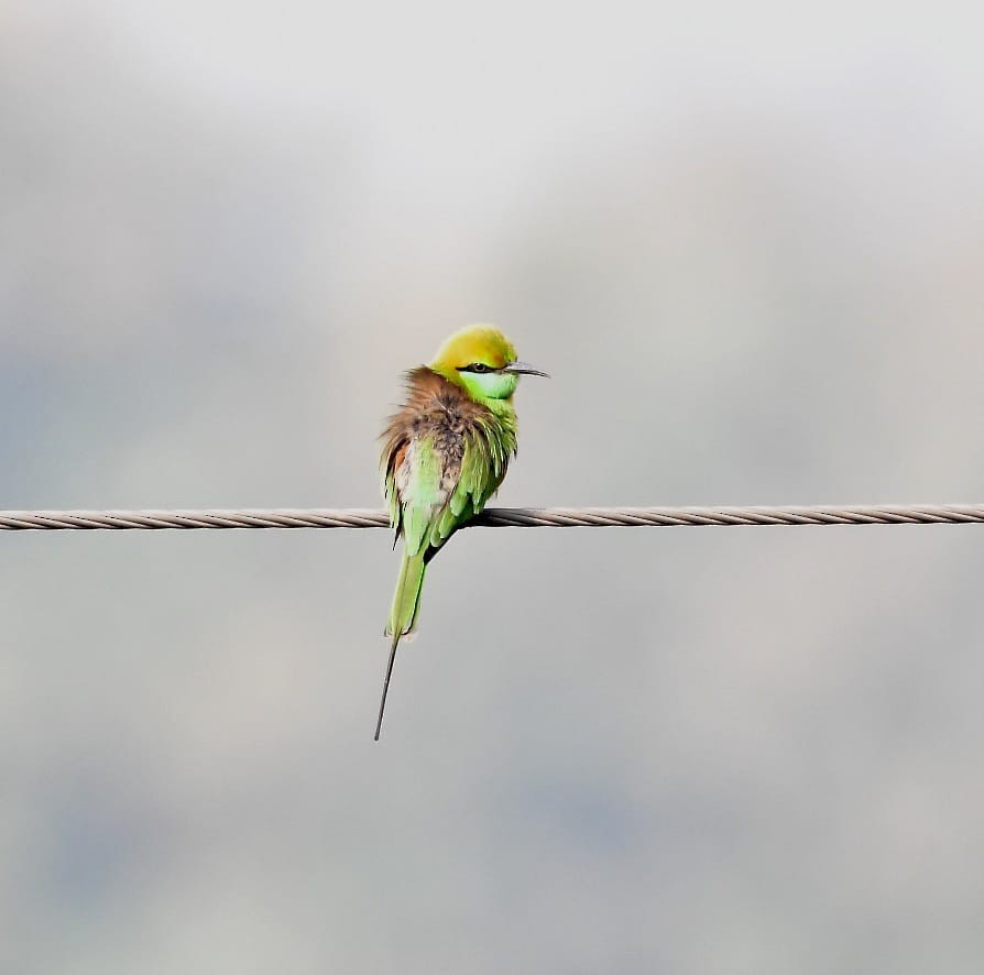 Asian Green Bee-eater - ML611686244