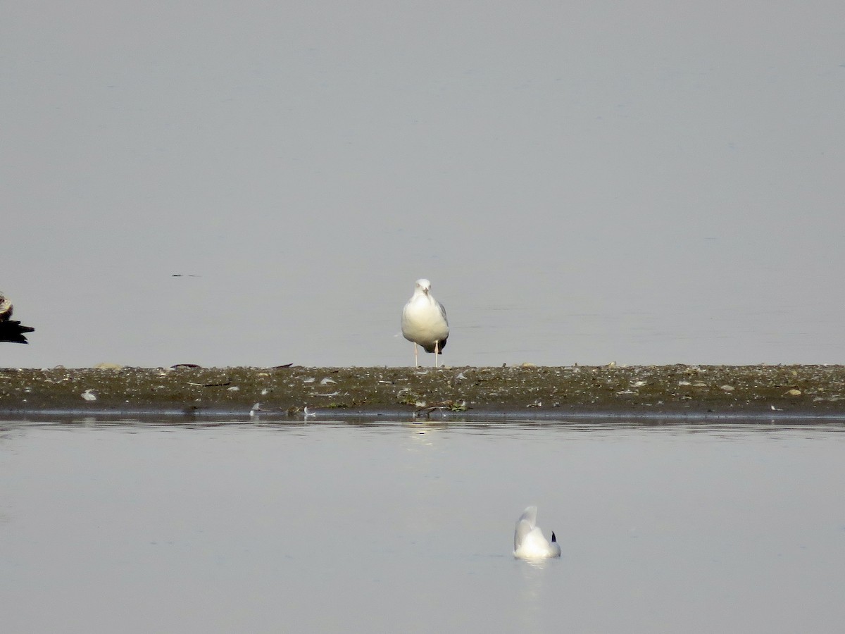 Caspian Gull - ML611686255