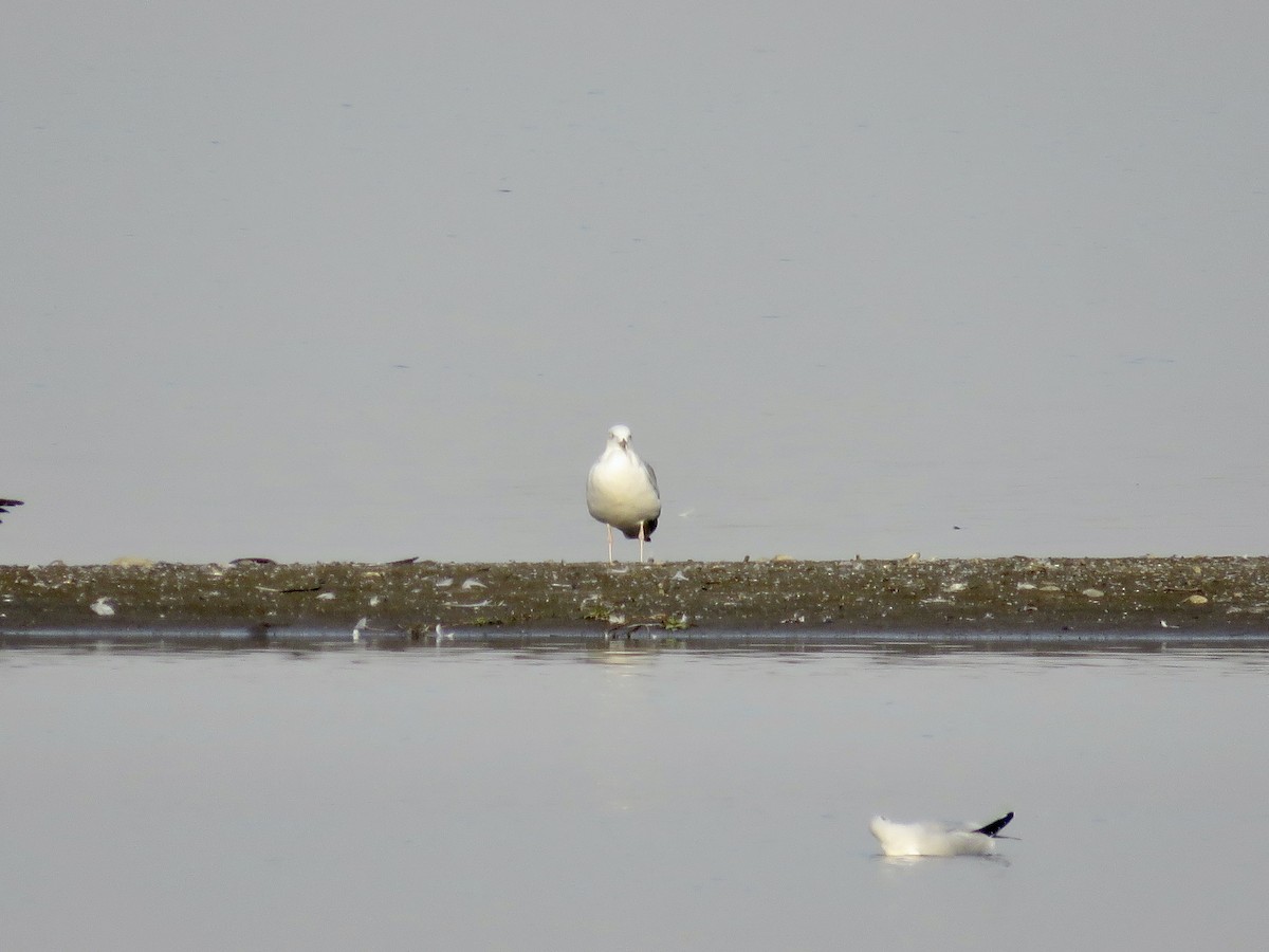 Caspian Gull - ML611686256