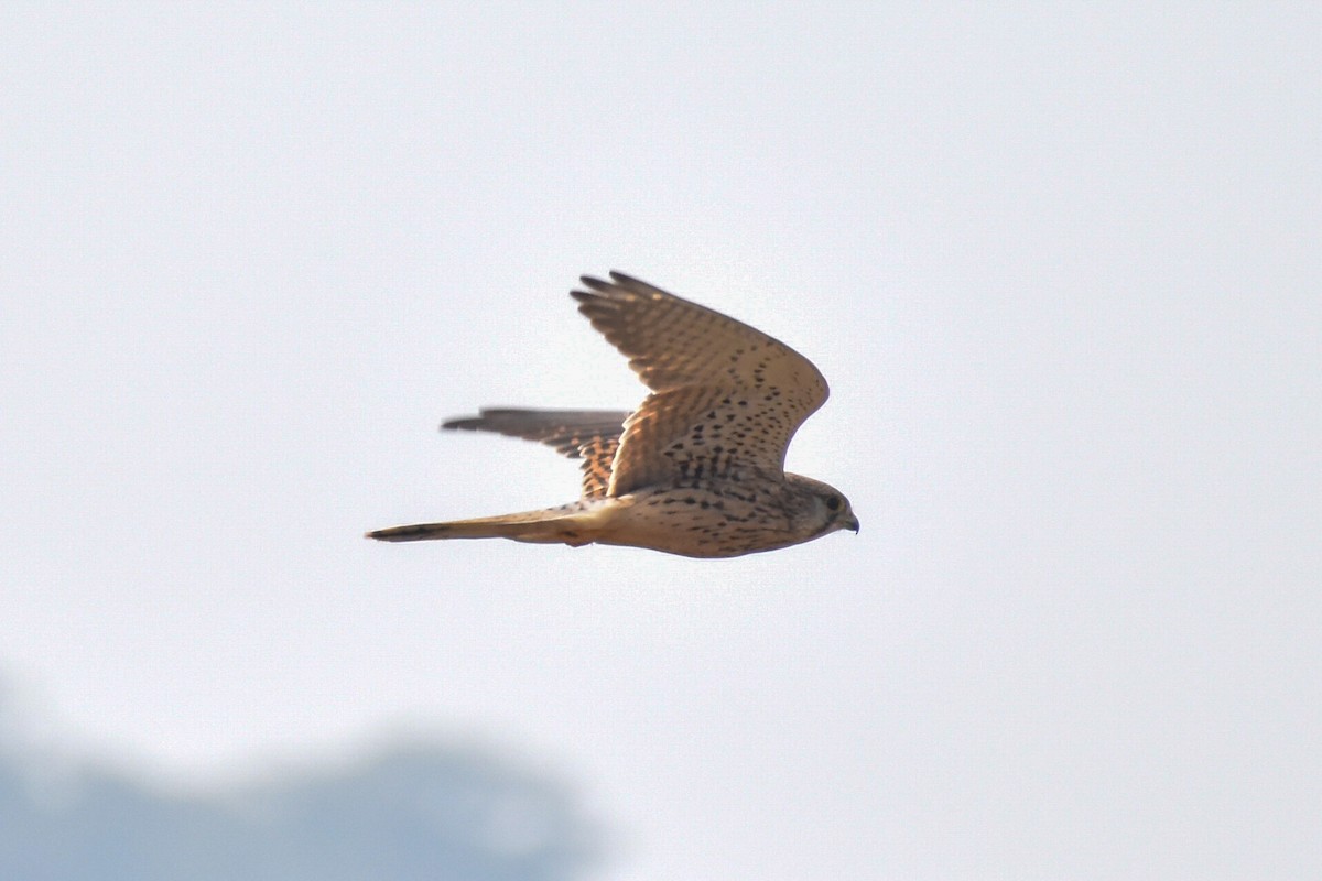 Eurasian Kestrel - ML611686257