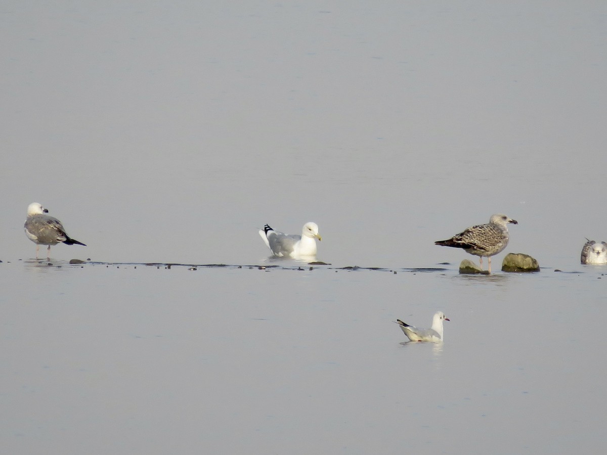 Caspian Gull - ML611686269