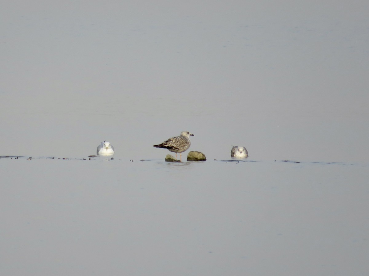 Gaviota Patiamarilla - ML611686270