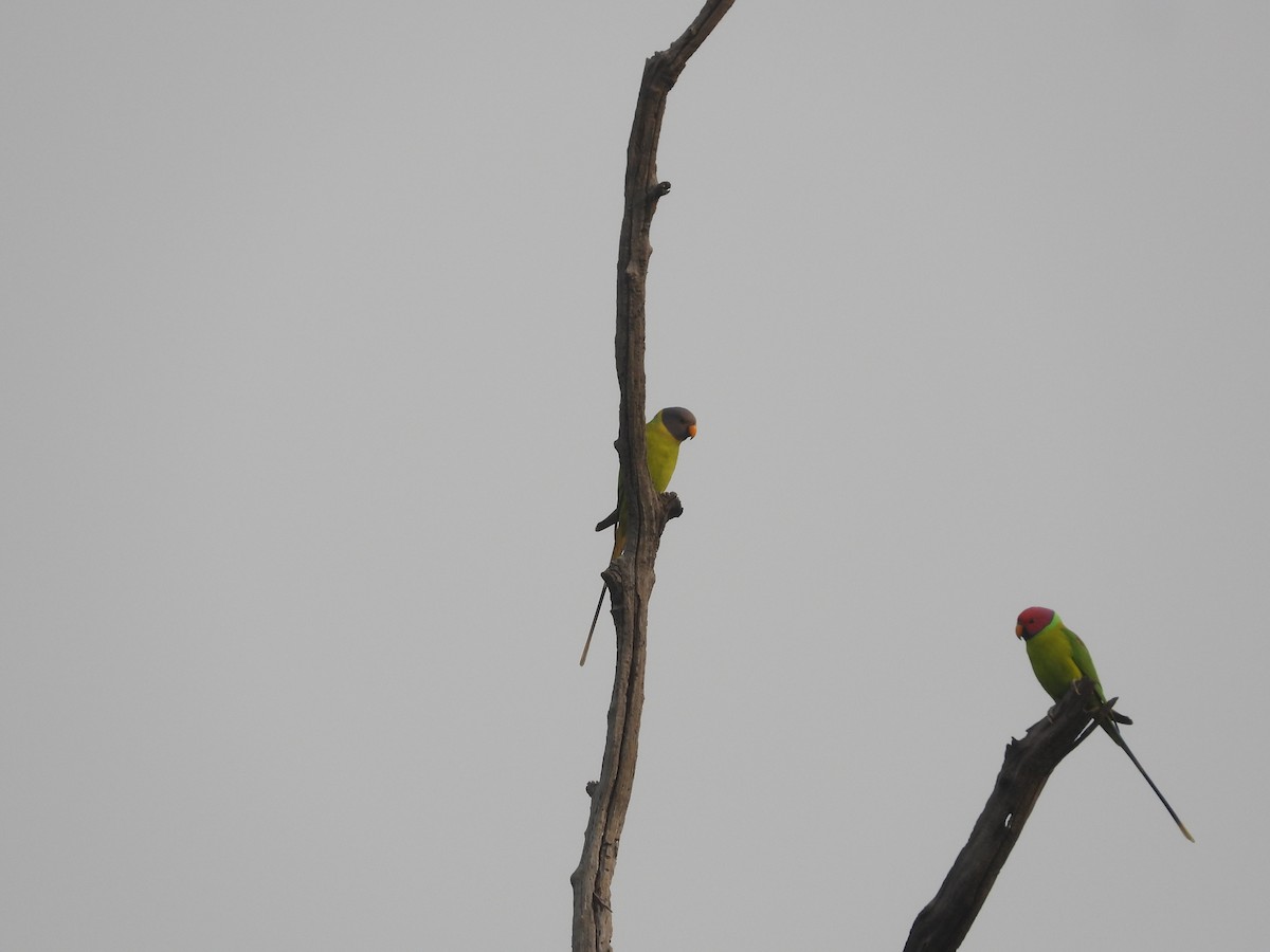 Plum-headed Parakeet - ML611686271