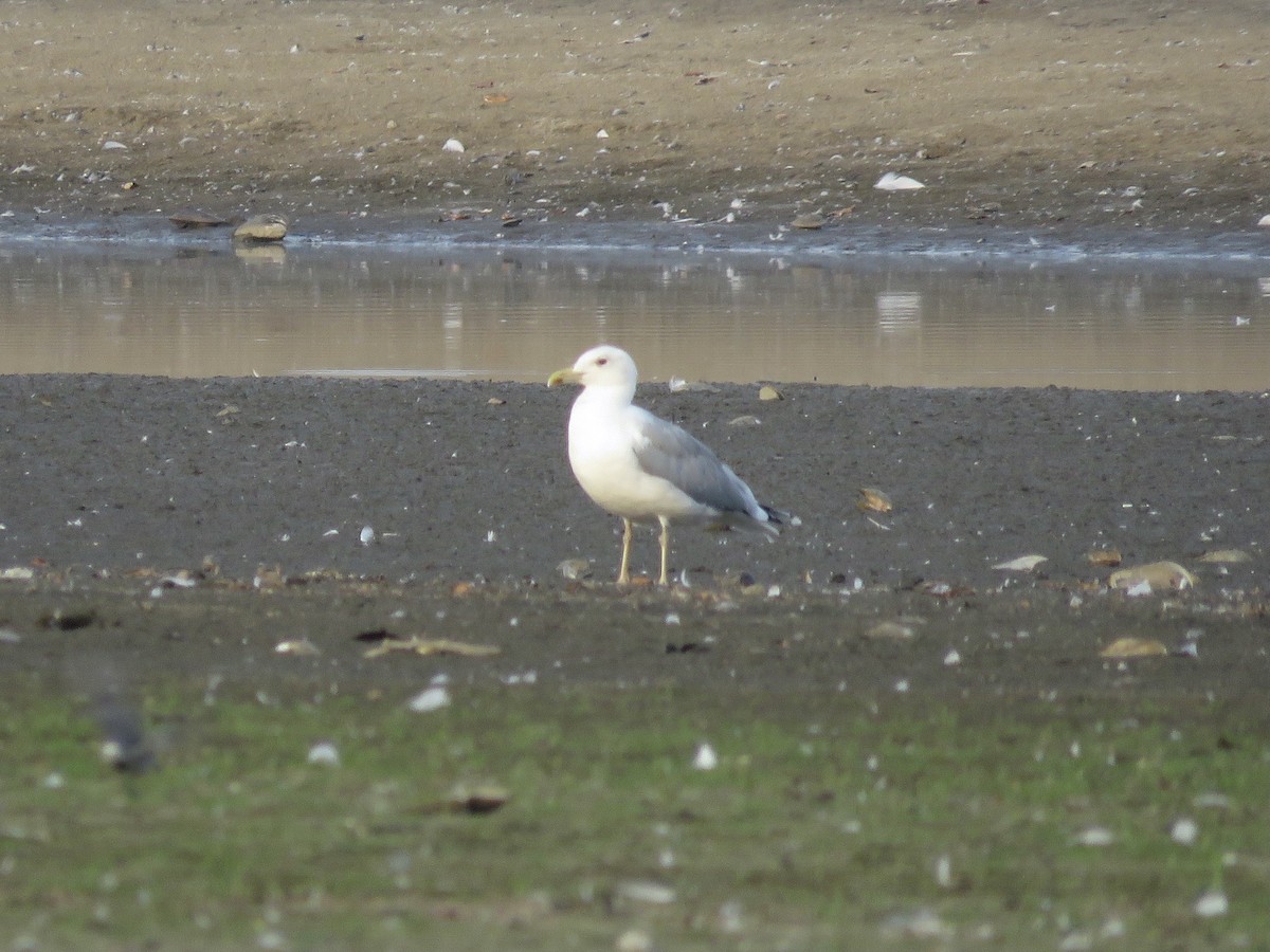 Gaviota Patiamarilla - ML611686277