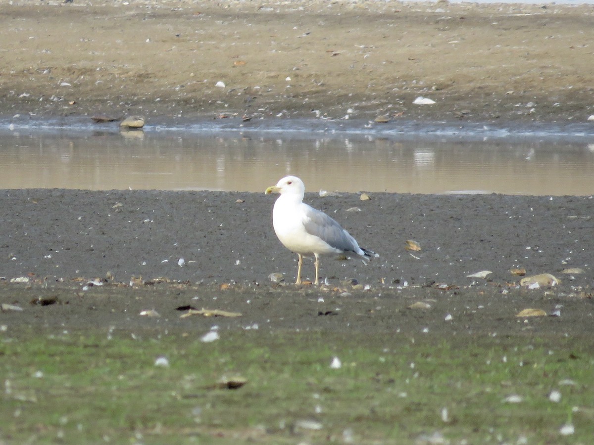 Gaviota Patiamarilla - ML611686279