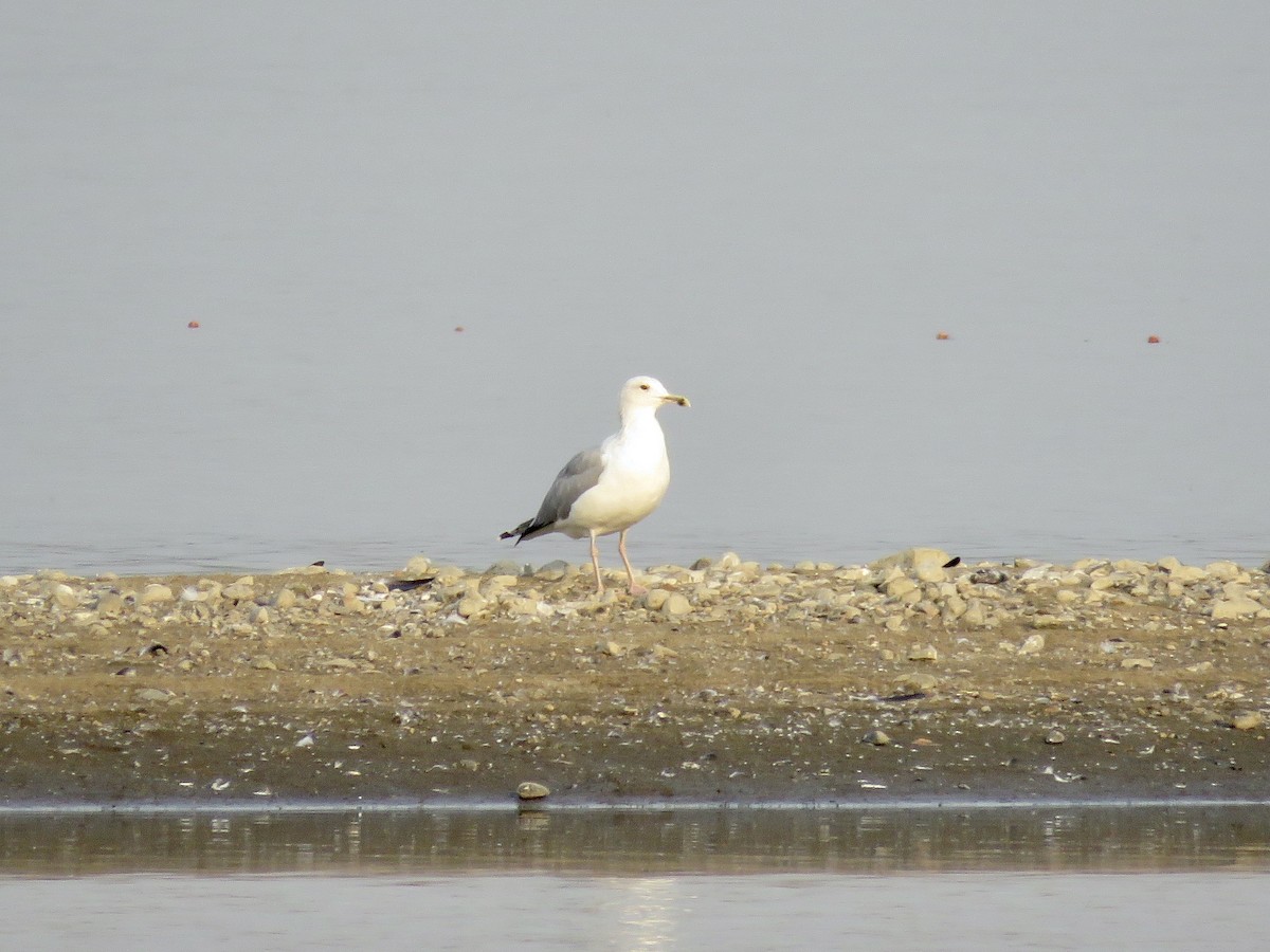 Caspian Gull - Simon Pearce