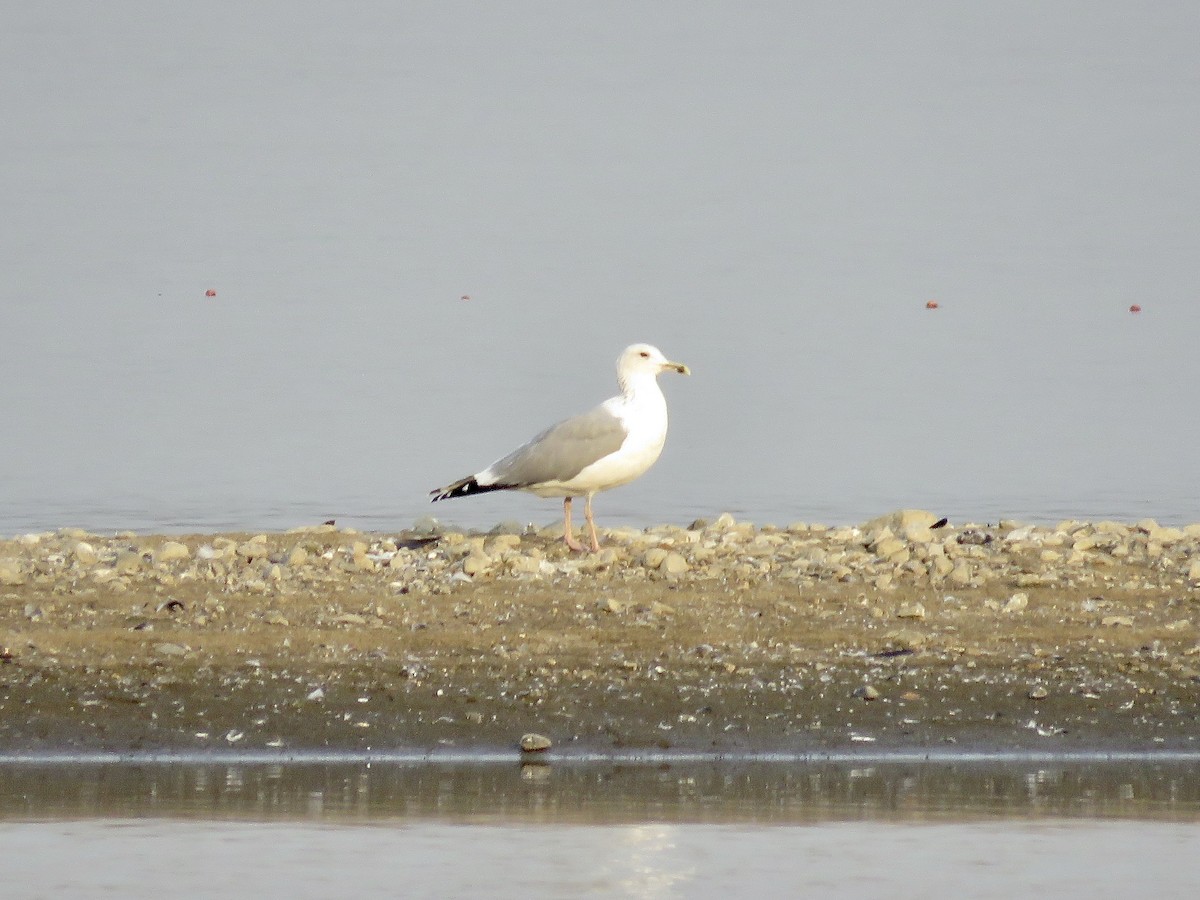 Caspian Gull - ML611686283