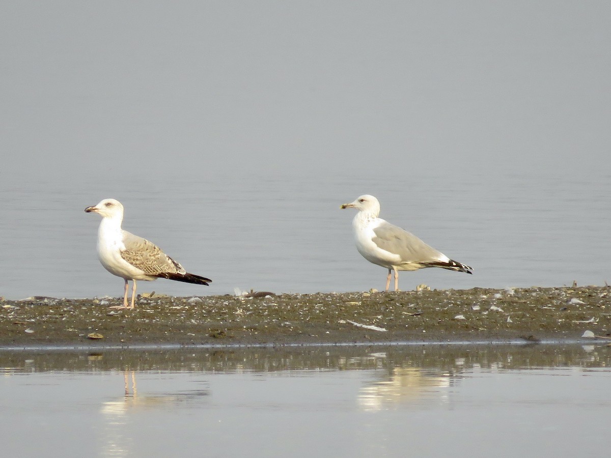 Caspian Gull - ML611686305