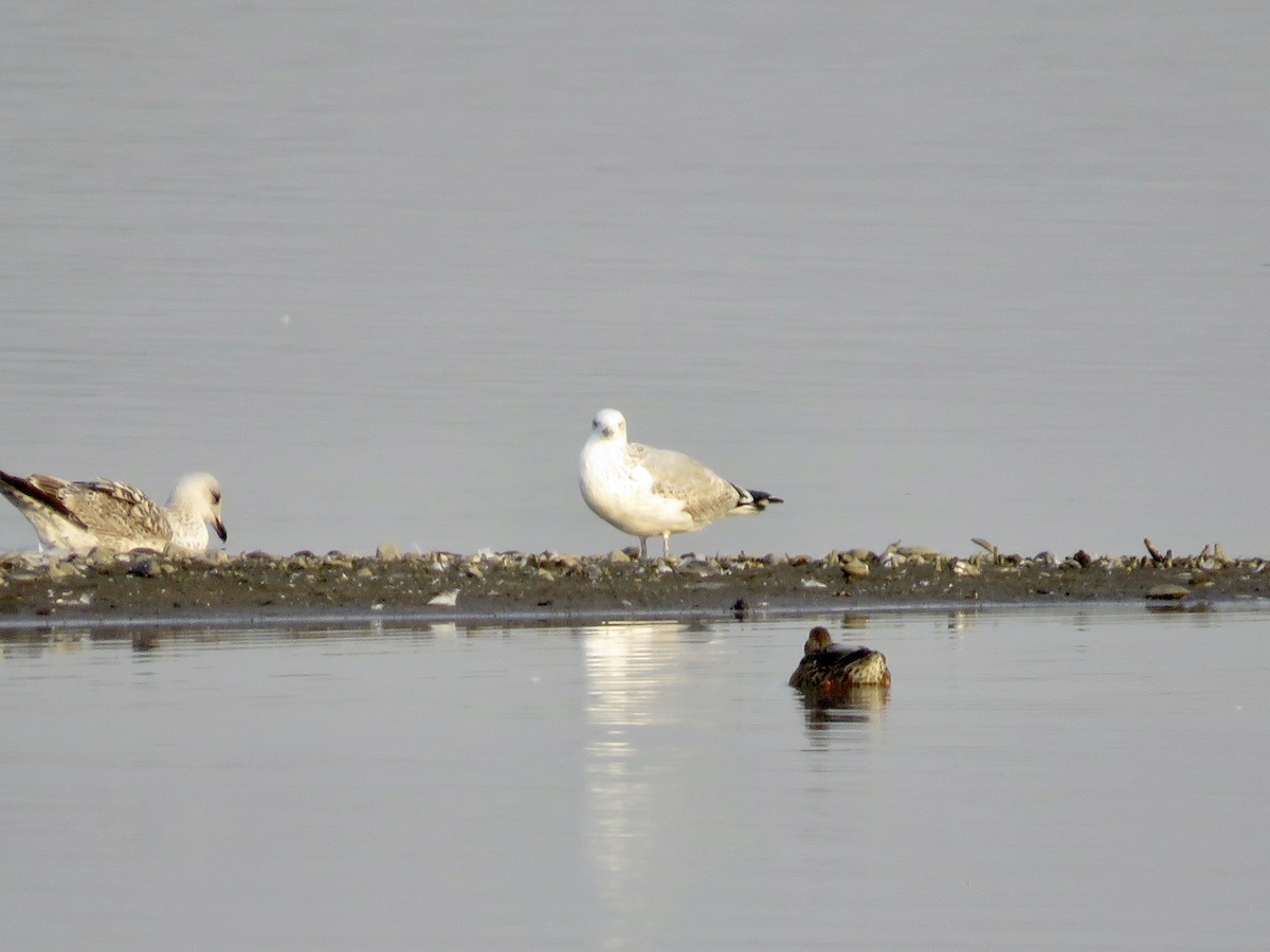 Caspian Gull - ML611686307