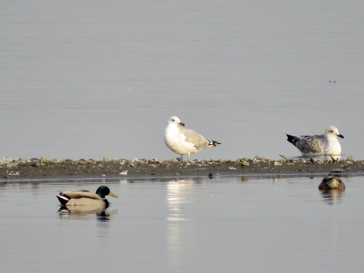 Caspian Gull - ML611686308