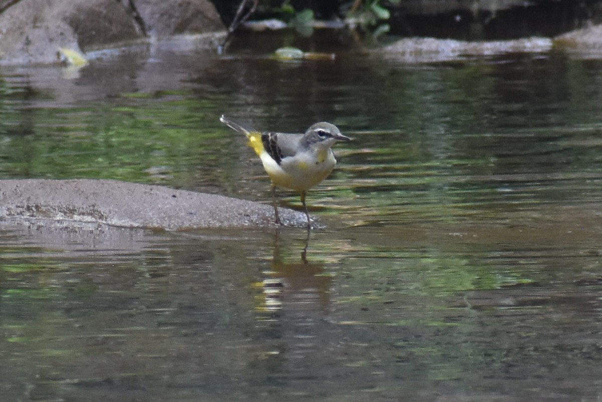 Gray Wagtail - ML611686356