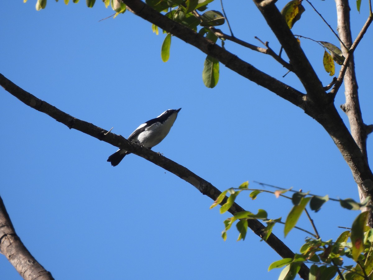 Little Pied Flycatcher - Nivaan  Vashi