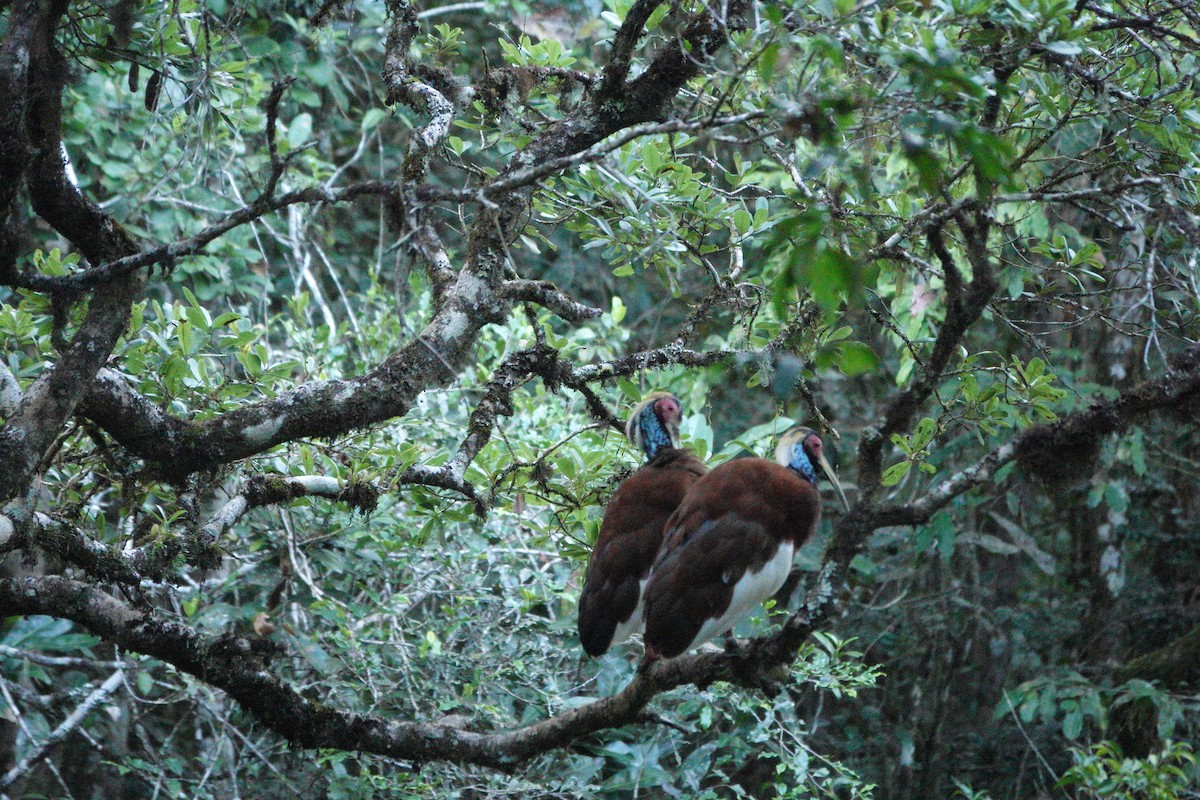 Madagascar Ibis - ML611686507