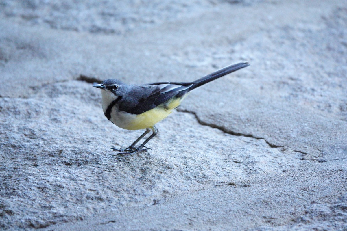 Madagascar Wagtail - ML611686563