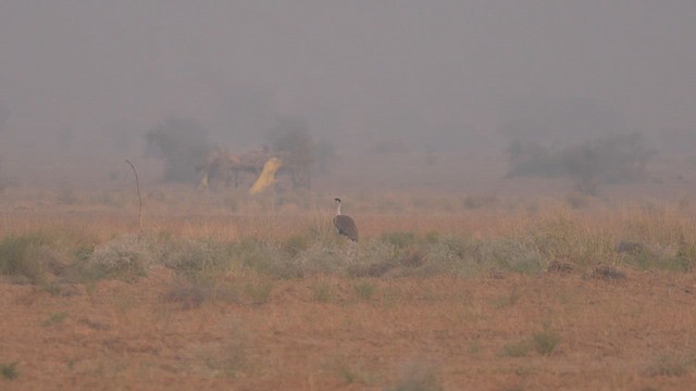 Great Indian Bustard - ML611686581