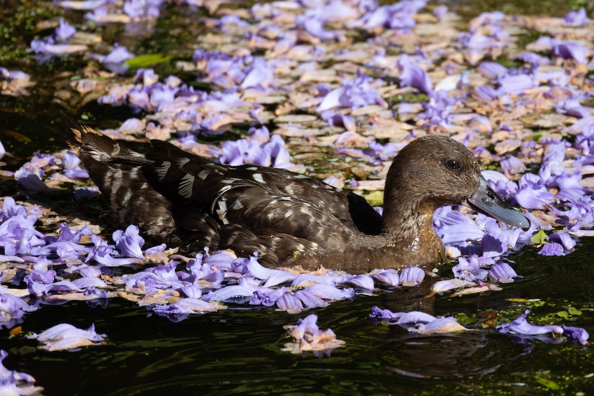 Canard noirâtre - ML611686587