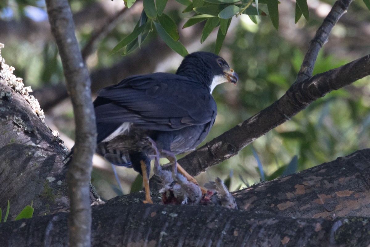 Black Goshawk - ML611686590